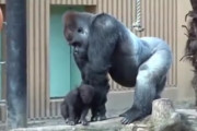 ゴツい手で一生懸命小さな赤ちゃんをなでるお父さんゴリラが海外で話題に