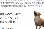 【画像あり】イッヌ「ご主人が上下に動いてる…せや！」