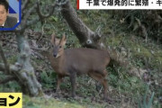 千葉県で「キョン」が大量繁殖も捕獲進まず…「駆除するときに泣き叫ぶ。心がやられる」