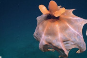 深海の生物ってやっぱりすごい！ヒラヒラと舞うその姿はまさに異星クリーチャーなタコが撮影される（アメリカ）