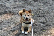【ほのぼの】うちの柴犬、朝の散歩の後は玄関の外にいたがるので「玄関開けたら柴」状態www