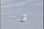 【動画】北海道のオコジョさん、ガチでぬいぐるみみたいにカワイイと話題に