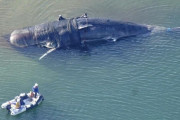 【謎】大阪湾に迷い込んだクジラの死骸の処理費、当初3774万円の試算だったのが最終的に8019万円に