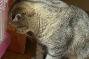 【悲報】猫が急にハゲたので、慌てて病院へ行った結果・・・・