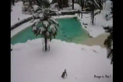 これは恥ずかしい！雪で滑ってペンギンのプールに落ちてしまった飼育員さん、一部始終を撮影した動画がSNSに投稿され晒し物に・・・　イギリス