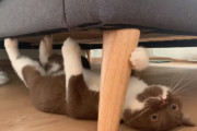 ブリティッシュショートヘアの子猫がベッドの裏で逆さになって走っている姿が可愛い