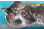 【悲報】猫拾いましたユーチューバーさん、月200人くらいいる・・・