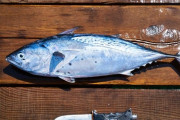 海釣り客の後ろで釣りたての魚を調理する商売を始めようと思うのだが、、、