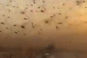 【動画】4000億匹のワタリバッタさん、サウジアラビアを支配してしまうｗｗｗ