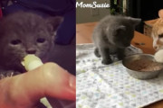 生後わずか2週間で保護された子猫が里親さん宅で成長していく姿にジーンときます