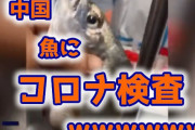 【悲報】中国、魚の口をこじ開けてコロナ検査実施ｗ （動画あり）