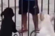 ２匹のイヌと少年が門を挟んで向き合っていた。ヒャッハ～♪ → 犬と少年はこうなります…