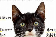 「ネコなぜそんなに愛されるのか？」 ネコ語から猫の気持ちから猫の全てを解析した書籍『ネコ全史』が登場！　さっそくAmazonベストセラーに！