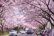 桜花症は長いね　～　【韓国】 日本王桜（※ソメイヨシノ）、済州王桜から伝播？…専門家「遺伝的に異なる」