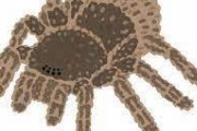 【悲報】タランチュラ(安い、買いやすい、モフモフ、ほぼ毒無し)←これがペットとして人気が出ない理由