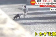 【動画】オオトカゲを追いかける猫、牧歌的だと話題に