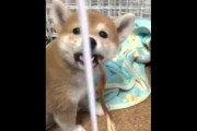 【柴犬動画】かわいいわんこ【再】