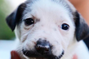ダリのヒゲのような模様を口元に持つ子犬がキュート＆ラブリー。愛称は「サルバドール・ドリー」
