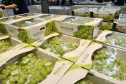 韓国人「かつて“果物のエルメス”と呼ばれたシャインマスカットが最安値に‥」→「なぜここまで下がったのか？」