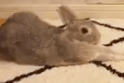 海外「かわいウサギのストレッチ」