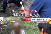 【朗報】合法的に猫を●す方法、テレビによって広まる