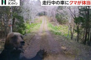 顔や背中に爪痕　長野県信濃町で男性死亡　クマに襲われたか  [6/22]