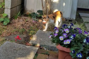 ずっと会いたかった「家の周りにお花を届けてくれる野良ネコ」を納めた写真がエモエモのエモ