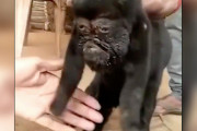 インドで人面ヤギが現れる