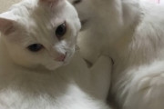 【ねこ画像】うちの猫様達が5歳になりました…新しく子猫ちゃんも仲間入りして、みんな仲良しですwww