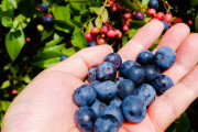 ふらっとブルーベリー狩りに行ってくる