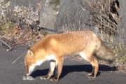 ネズミのお味は？道端でネズミを狩って食うキタキツネの映像。