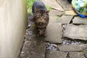 【ネコ】野良猫が自ら飼われにやってきた。ある日庭にやってきた猫が家族の一員となるまで。