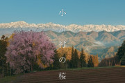 海外「きれいだ…」「行ってみたい」長野県小川村の美しい桜の映像にしみじみ