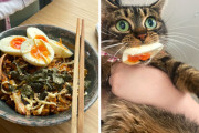 外国人「ペットが盗み食いに成功してる写真を集めてみたｗｗｗｗ」