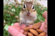 【動画】シマリス「これうっま！！うっま！！！うっま！！！」