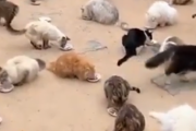 一言でいうなら猫の楽園。野良猫たちが道に大集合して仲良くお食事会。海外の反応