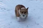 うちのイヌが初めて雪を見た。庭に出る。ひゃっほ～い♪ → コーギーはこうなります…