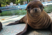 天王寺動物園　行方不明のアシカの赤ちゃん「キュッキュ」無事見つかる