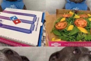 【画像】イッヌさん、期待外れのピザに硬直してしまうwwww
