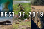 【動画】2019年撮影された最も衝撃的な野生生物動画ベスト５がこちら→