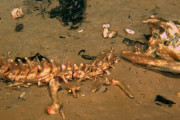 【新種】深海でゾンビワームが発見される・・・