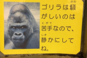 【最強】　『ゴリラ』、地上最強の生物だと話題に。ガチで誰も勝てないｗｗｗｗｗｗｗ