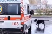 【イヌ】 飼い主が救急車で運ばれる。いっしょに連れってって！→ 犬はこうなります…