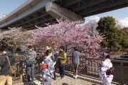 海外「日本は天国みたいに綺麗なところなの？」桜咲く春の隅田川沿いの景色に反響（海外の反応）