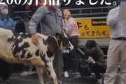 【動画】酪農家さん、ガチでヤバイ。お前らの想像する2倍はヤバい
