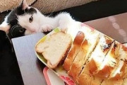 【ねこGIF】針に糸を通すところを不思議そうに見つめる猫さん…思わずとんでもないお顔になっちゃいましたwww