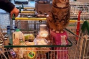 【ねこ画像】お店のカウンターで｢これくださいにゃ｣と言ってそうな猫さん…お買い物中なんでしょうかwww