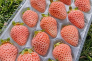 海外「日本の淡雪という薄桃色のいちごを食べてみた！」日本の高級いちご、淡雪いちごに対する海外の反応