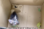 【朗報】捨て猫系YouTuber、ガチで終わる模様