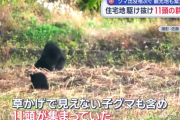 【悲報】 クマ、畑に11頭現る